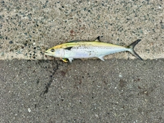 サゴシの釣果