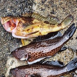 オオモンハタ