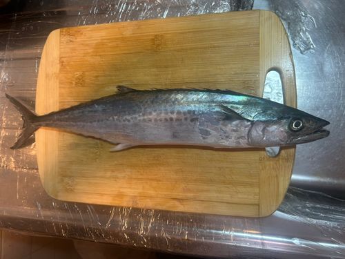 サゴシの釣果