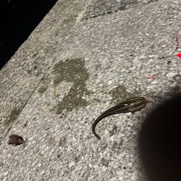クロムツ