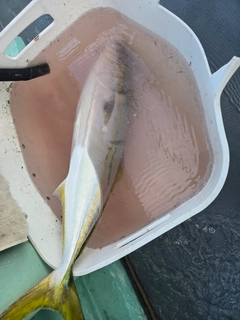 メジロの釣果