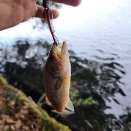 ブラックバス