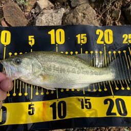 ラージマウスバス