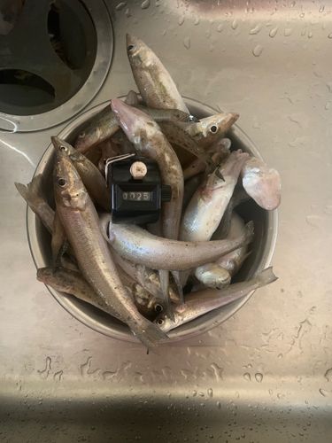 キスの釣果