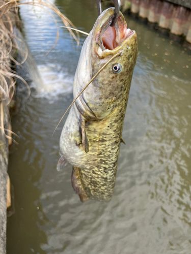 ナマズの釣果