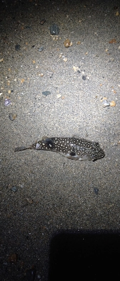 ウミヘビの釣果