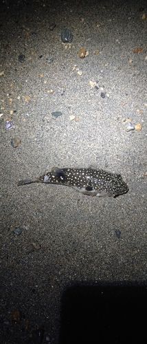 ウミヘビの釣果