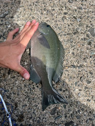 グレの釣果