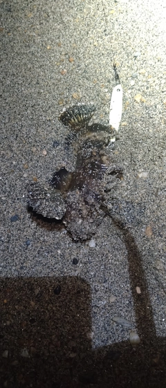 オニオコゼの釣果