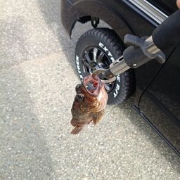 カサゴ