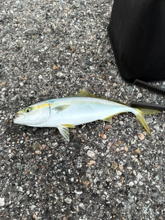 コゾクラの釣果