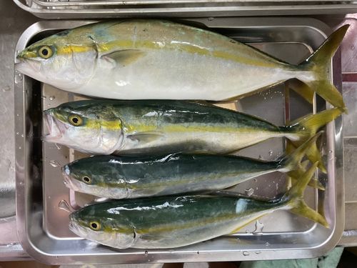 イナダの釣果