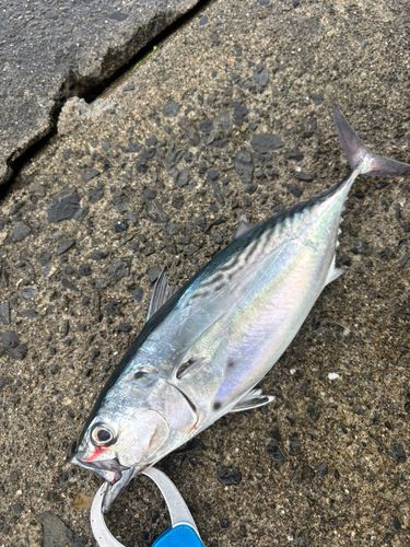 スマガツオの釣果