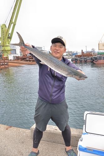 サワラの釣果