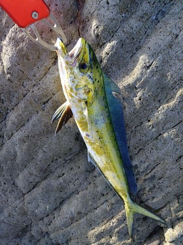 シイラの釣果