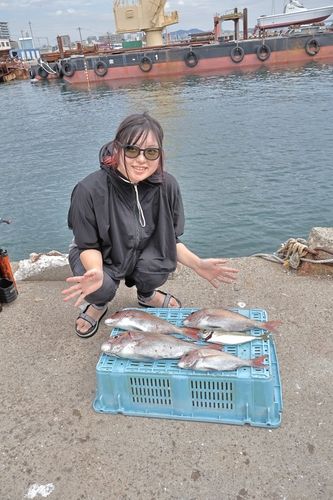 マダイの釣果