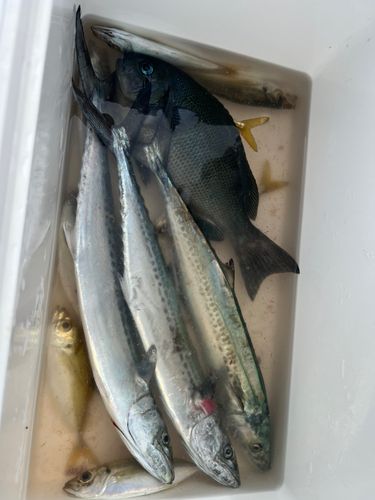 サゴシの釣果