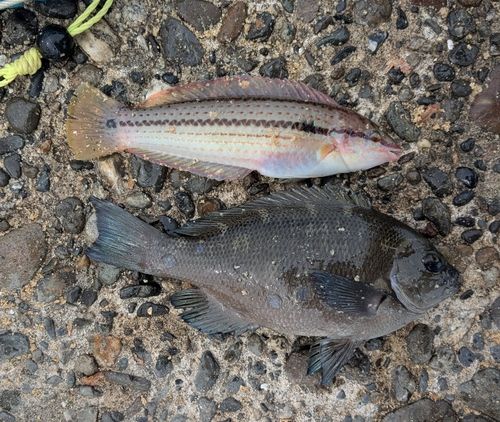 メジナの釣果