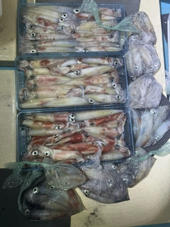 ケンサキイカの釣果