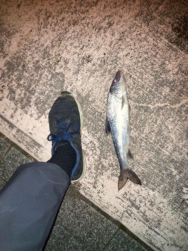 ニゴイの釣果