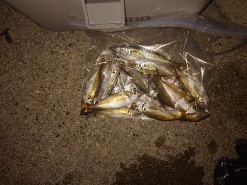 臼杵湾