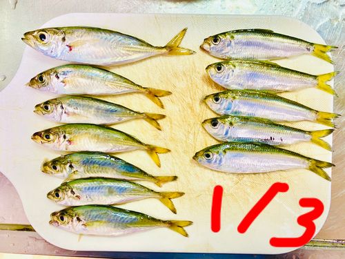 アジの釣果