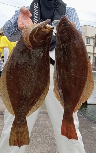 ヒラメの釣果