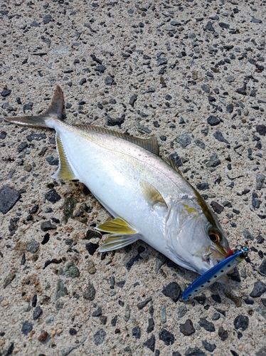 ネリゴの釣果
