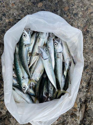 サバの釣果