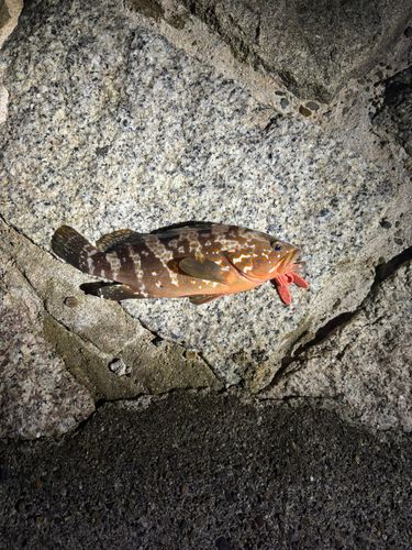 アコウの釣果