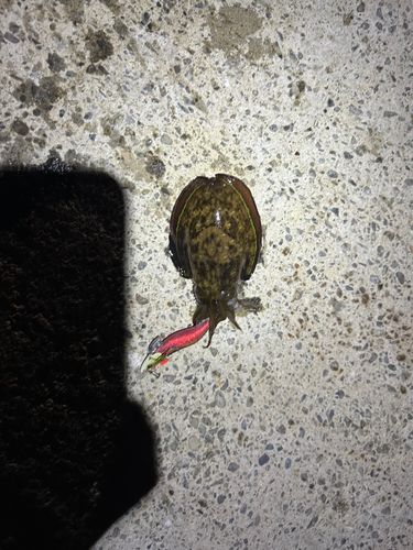 コウイカの釣果