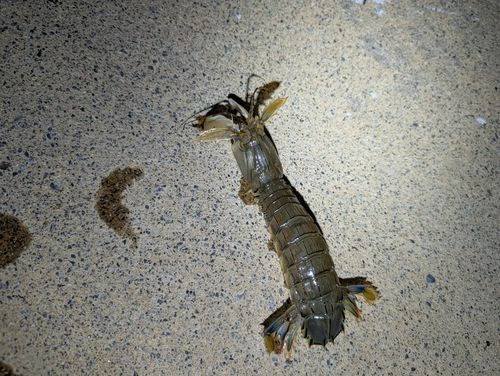 シャコの釣果