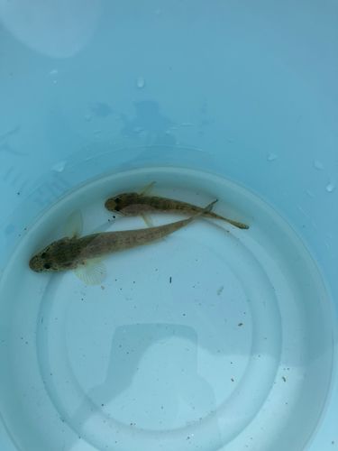 ハゼの釣果