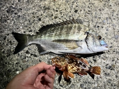 チヌの釣果