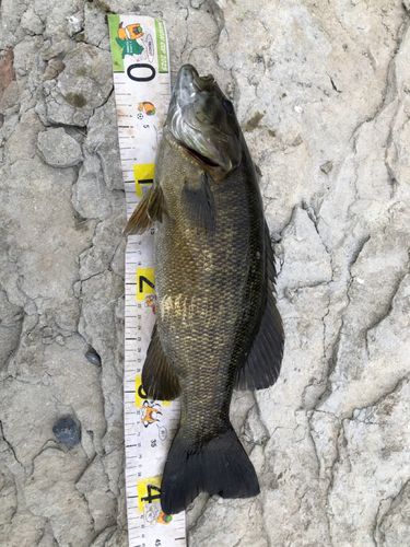 スモールマウスバスの釣果