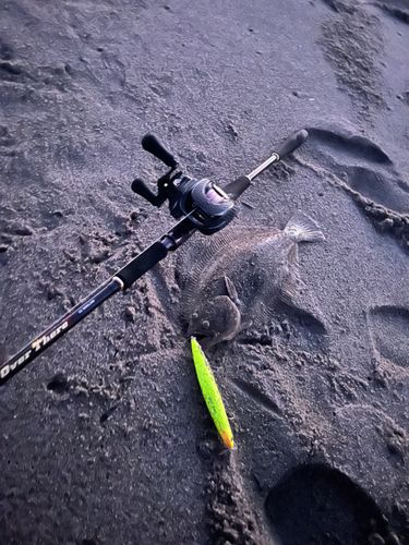 ヒラメの釣果