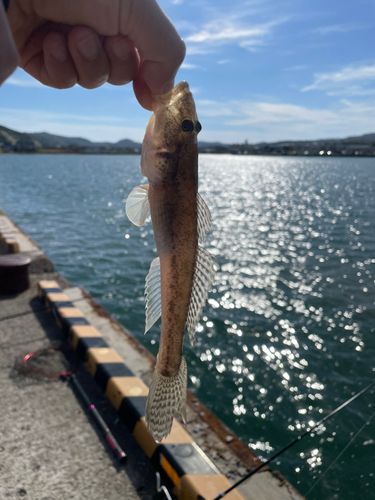 ハゼの釣果