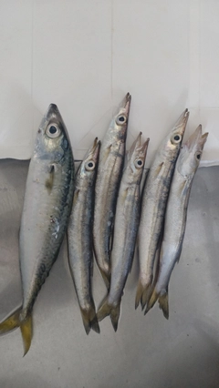 サバの釣果