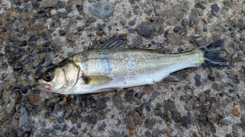 セイゴ（マルスズキ）の釣果