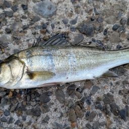 セイゴ（マルスズキ）