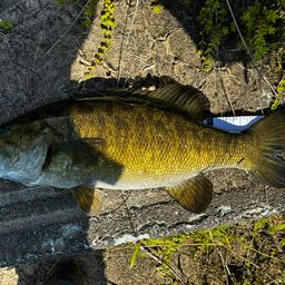 スモールマウスバス