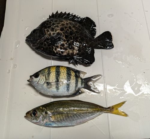オヤビッチャの釣果