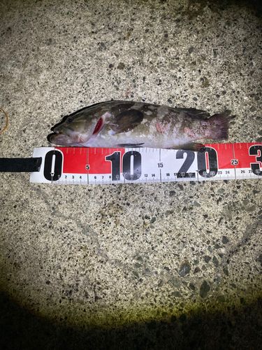 アコウの釣果