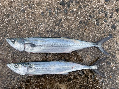 サゴシの釣果