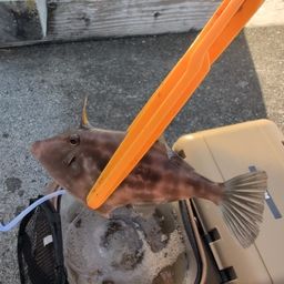 ウマヅラハギ