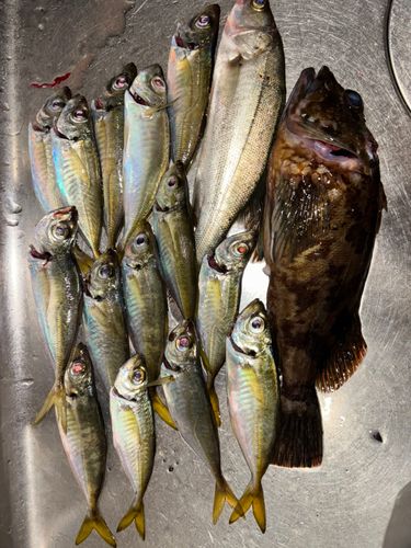 笠戸湾