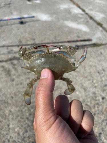 ワタリガニの釣果