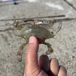 ワタリガニ