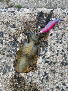 アオリイカの釣果