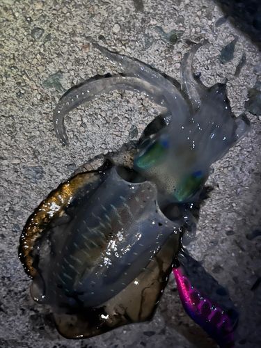 アオリイカの釣果